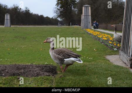 Oca in area parco esplora la natura a Monaco di Baviera in Germania nel corso della primavera Foto Stock