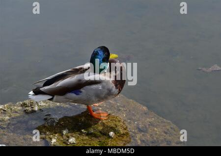 Bellissimi colori di piume di un maschio di anatra in un lago in Germania nel corso della primavera Foto Stock