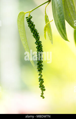 Peppe verde su albero nella piantagione. Foto Stock