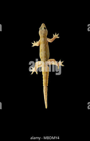 Gecko lizard su sfondo nero. Foto Stock