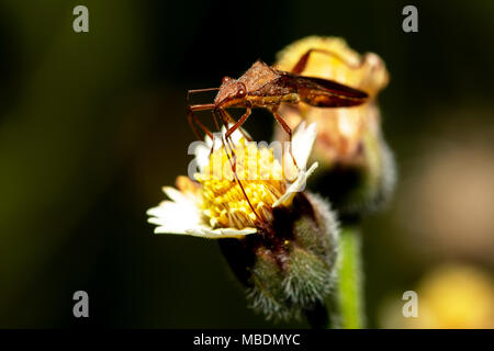 Bug coperchio sul fiore di erba in serata. Foto Stock