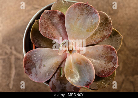 Vasi con piante succulente echeveria rossa close-up, macro shot. Vista superiore Foto Stock