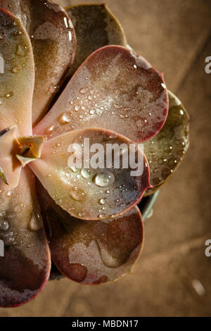 Vasi con piante succulente echeveria rossa close-up, macro shot. Vista superiore Foto Stock