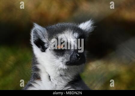 RInga tailed lemur - close up ritratto Foto Stock