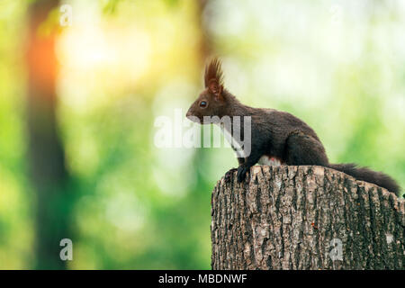 Lo scoiattolo sul moncone estate tree Foto Stock