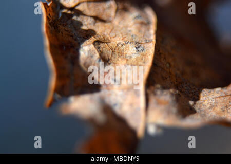 Brown vecchio sunlighted foglie appassite su sfondo blu catturato in macro con piccole profondità di campo Foto Stock