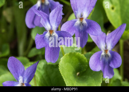 Inizio dog-viola / legno pallido (Viola Viola reichenbachiana / Viola sylvestris) in fiore in primavera Foto Stock
