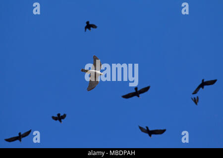 Astore (Accipiter gentilis) caccia nel gregge di corvi (Corvus frugilegus) in volo contro il cielo blu Foto Stock