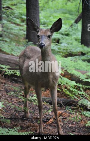 Femmina di cervo mulo a cupola sentinella nel Parco Nazionale di Yosemite in California Foto Stock