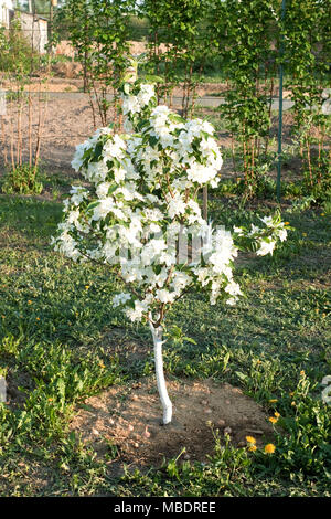 Abbondante fioritura di una piccolissima apple-tree in un giardino amatoriale Foto Stock