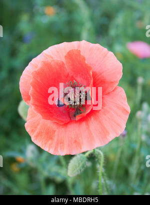 Bel rosso papavero blossom tra prato erbe all'inizio dell'estate Foto Stock