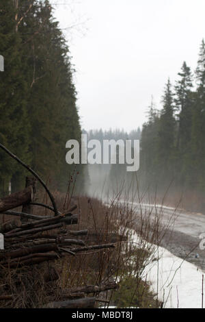 Pila di legno ricoperto con gocce di rugiada lungo la strada forestale con una nebbia al di sopra Foto Stock