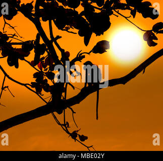 Crab-eating Macaque Macaca fasdicularis al tramonto nel sud della Thailandia Foto Stock