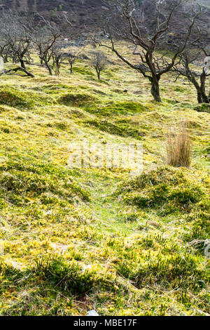 Bellissimo mare verde smeraldo pascoli sulle colline vicino a Lake Vyrnwy, POWYS, GALLES su un inizio di giornata di primavera, con attempato ancora alberi a foglie di germogli Foto Stock