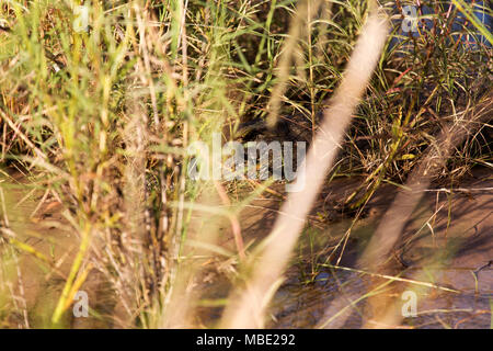 Crocodile tra canneti sulle sponde del fiume Zambezi vicino a Victoria Falls nello Zimbabwe. Il croc (Crocodylus niloticus picchi) attraverso le lamelle. Foto Stock