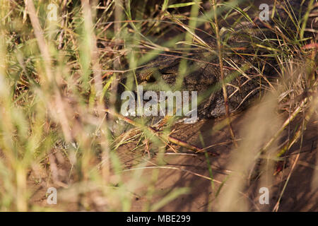 Crocodile tra canneti sulle sponde del fiume Zambezi vicino a Victoria Falls nello Zimbabwe. Il croc (Crocodylus niloticus picchi) attraverso le lamelle. Foto Stock