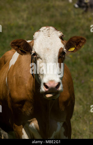 Una mucca marrone (Bos taurus) alimentazione sull'erba sulle colline vicino a San Valentino, Trentino, Italia Foto Stock