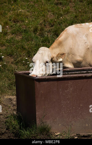 Una vacca Bianca (Bos taurus) bere da un trogolo nelle colline vicino a San Valentino, Trentino, Italia Foto Stock