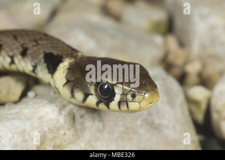 Vista frontale di un bambino Biscia dal collare (Natrix natrix) in Italia Foto Stock