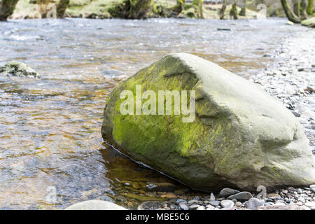 Grande roccia di muschio sulla banca del fiume Vrynwy in Powys, Galles su una soleggiata giornata di primavera in Marzo Foto Stock