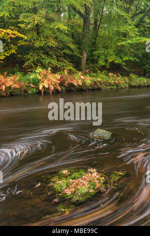 Il fiume Dart che scorre anche se Hembury boschi in autunno nel Parco Nazionale di Dartmoor, Devon, Inghilterra. Foto Stock