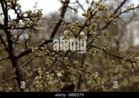 Black Thorn in fiore e Bud, a fioritura primaverile in aprile. Foto Stock