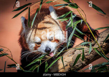 Un panda rosso (Ailurus fulgens) in una struttura ad albero. Foto Stock