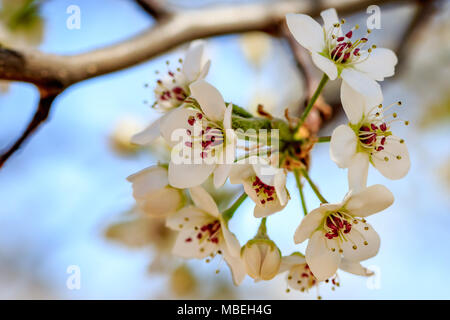 Bradford pera (Pyrus calleryana) fiorisce in primavera. Foto Stock