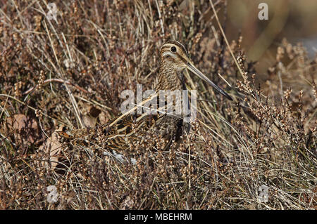 Comune (Gallinago gallinago), nascondendosi in erba secca e Heather Foto Stock