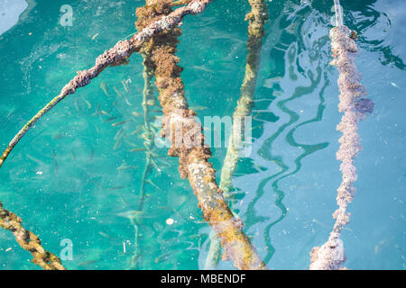 Funi, ormeggi, tubazioni e tubi coperti da alghe in un cristal acqua turchese in un porto greco. Sailor's attrezzatura. Foto Stock