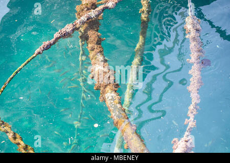 Funi, ormeggi, tubazioni e tubi coperti da alghe in un cristal acqua turchese in un porto greco. Sailor's attrezzatura. Foto Stock