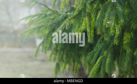 Wet rami di abete rosso in una piovosa, nebbioso giorno. Foto Stock