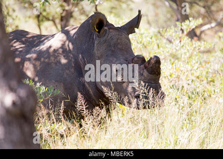 Un tagged rinoceronte bianco (Ceratotherium simum) in Matobo National Park, Zimbabwe. La creatura cornuta è anche noto come il quadrato di rinoceronte a labbro. Foto Stock