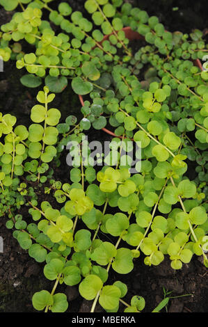 Creeping jenny (Lysimachia nummularia) è una specie di pianta flowering in famiglia Primulaceae. Foto Stock