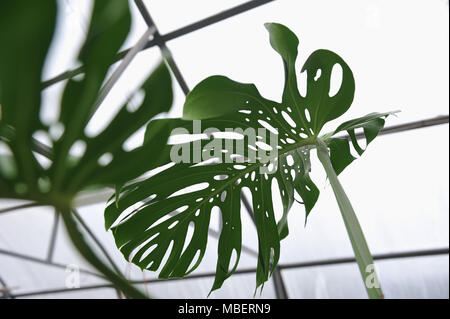 Chiudere la fotografia di foglie di monstera nella serra. Foto Stock