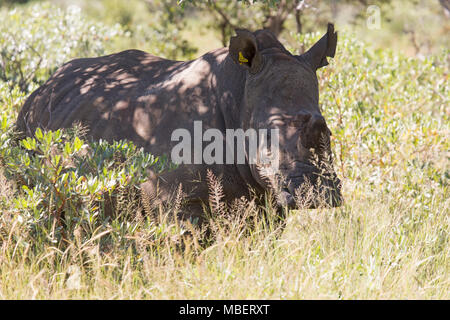 Un tagged rinoceronte bianco (Ceratotherium simum) in Matobo National Park, Zimbabwe. La creatura cornuta è anche noto come il quadrato di rinoceronte a labbro. Foto Stock