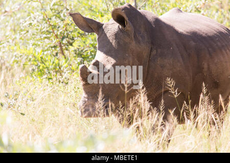 Un tagged rinoceronte bianco (Ceratotherium simum) in Matobo National Park, Zimbabwe. La creatura cornuta è anche noto come il quadrato di rinoceronte a labbro. Foto Stock