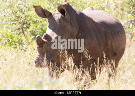 Un tagged rinoceronte bianco (Ceratotherium simum) in Matobo National Park, Zimbabwe. La creatura cornuta è anche noto come il quadrato di rinoceronte a labbro. Foto Stock