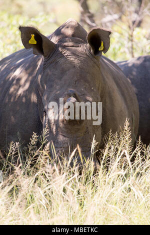 White Rhino (Ceratotherium simum) in Matobo National Park, Zimbabwe. La creatura cornuta è anche noto come il quadrato di rinoceronte a labbro. Foto Stock
