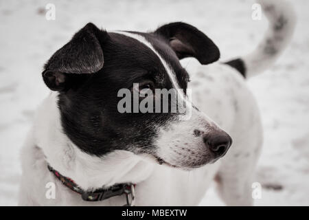 Close-up di un cross-razza Terrier nella neve Foto Stock