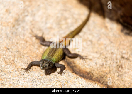 Comune lucertola piatta (Platysaurus rhodesianus intermedius) a Matobo National Park in Zimbabwe. La lucertola colouful è un maschio. Foto Stock