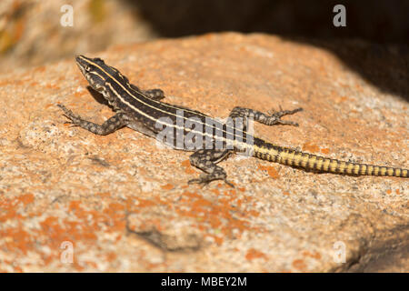 Comune lucertola piatta (Platysaurus rhodesianus intermedius) a Matobo National Park in Zimbabwe. La lucertola colouful è una femmina. Foto Stock