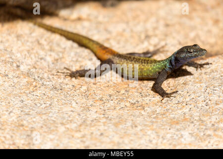 Comune lucertola piatta (Platysaurus rhodesianus intermedius) a Matobo National Park in Zimbabwe. La lucertola colouful è un maschio. Foto Stock