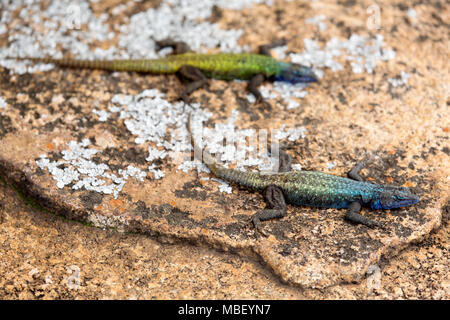 Comune lucertola piatta (Platysaurus rhodesianus intermedius) a Matobo National Park in Zimbabwe. La lucertola colouful è un maschio. Foto Stock