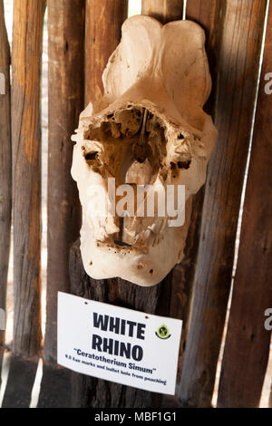 Cranio di un rinoceronte bianco sul display in Matobo National Park, Zimbabwe. L'animale è stato ucciso dai cacciatori di frodo per la sua tromba. Foto Stock