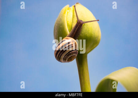 Lumaca su un tulipano Foto Stock