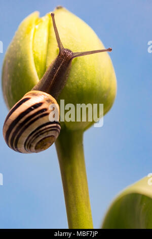 Lumaca su un tulipano Foto Stock