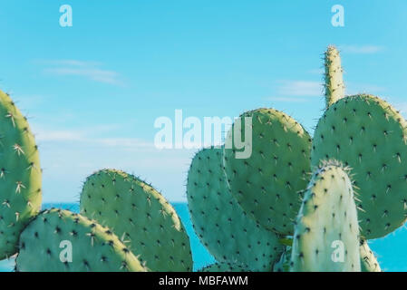 Grandi cactus contro il cielo blu sullo sfondo. Foto Stock