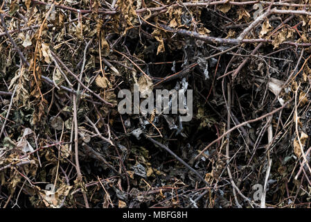 Essiccata foglie e rami di alberi ad Addis Abeba in Etiopia Foto Stock