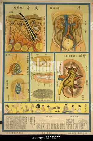 Il Tratto urinario Anatomia e Istologia Foto Stock